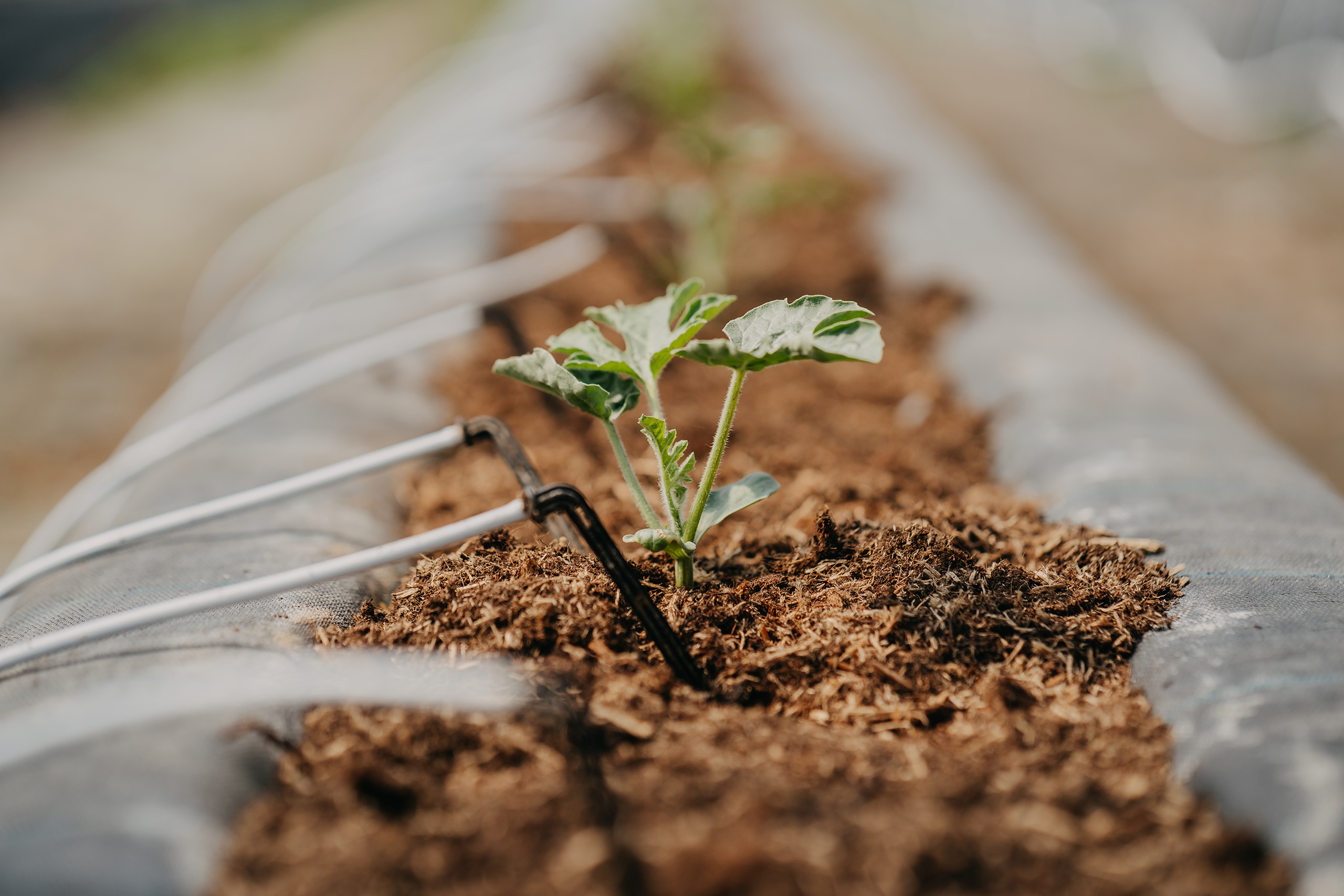 Sustainability at ELO