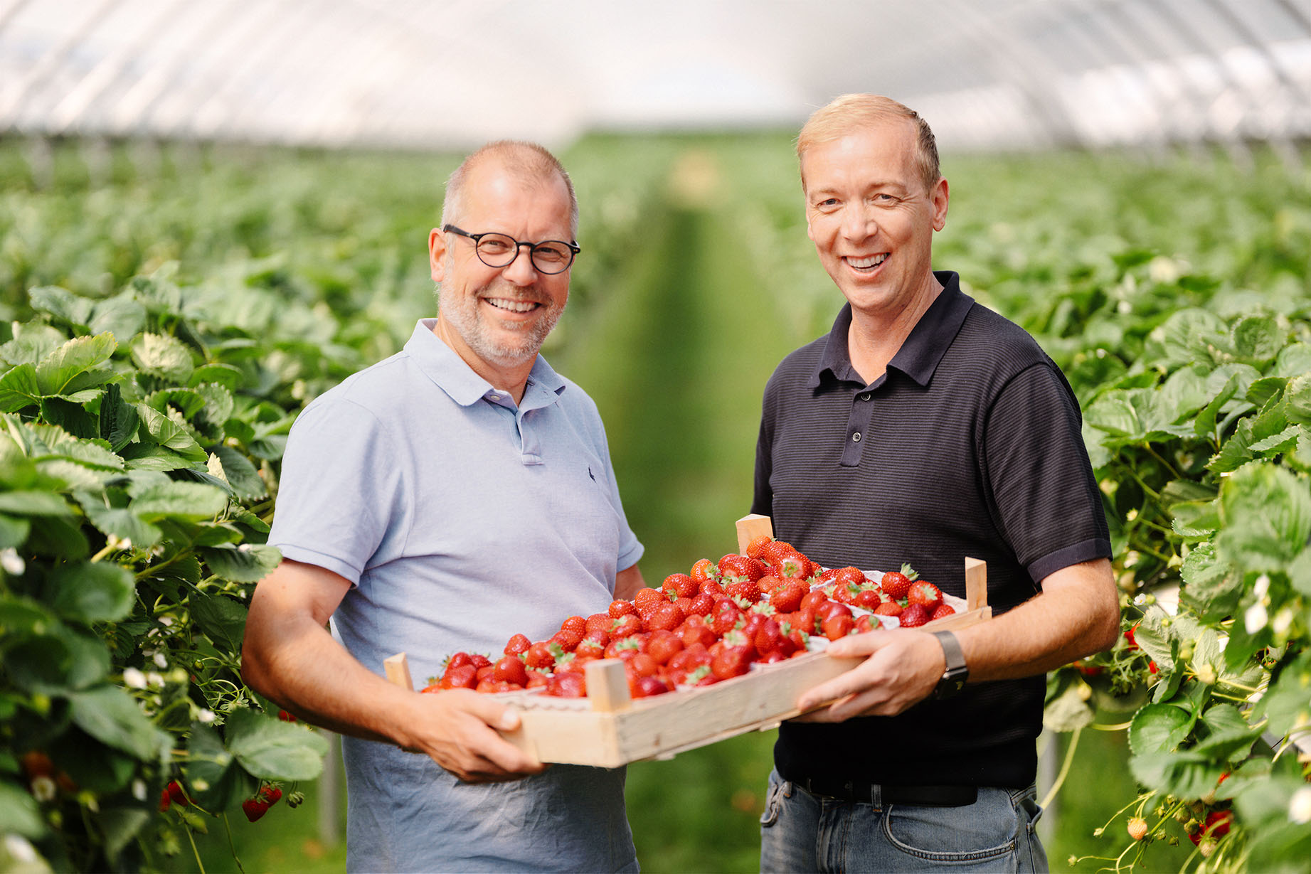 Two men holding a crate of freshly harvested strawberries in a field.
